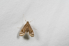 Eoophyla gibbosalis