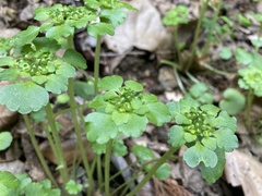 Chrysosplenium japonicum