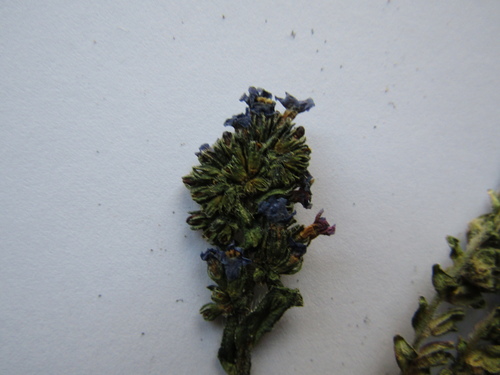 Anchusa gmelinii (Anchusa gmelinii)