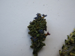 Anchusa gmelinii