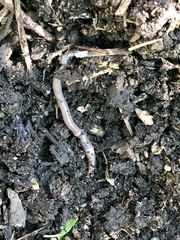 Aporrectodea caliginosa