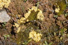 Gyalolechia fulgens