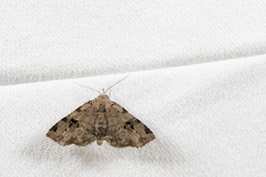 Chusaris nigromaculata