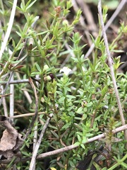Asperula subsimplex