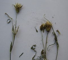 Tragopogon ucrainicus