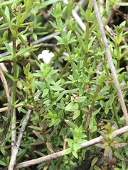 Asperula subsimplex