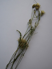 Tragopogon ucrainicus