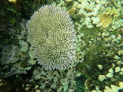 Acropora valida