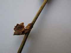 Anchusa gmelinii