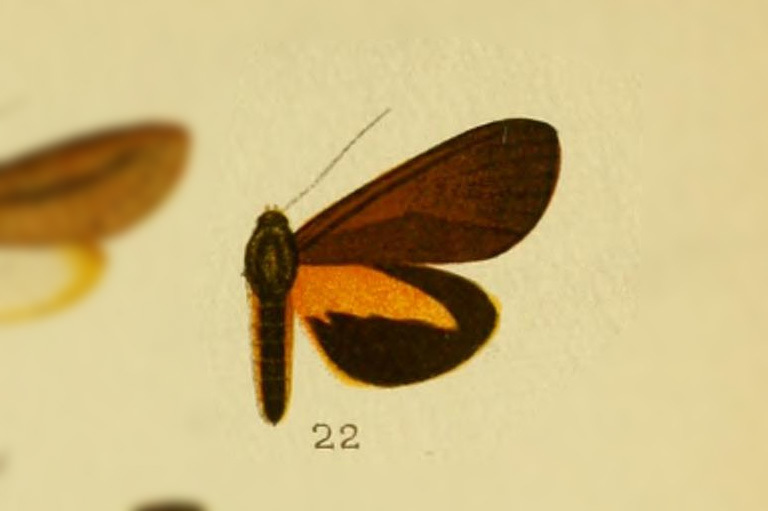 Virbia birchi