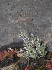 Teucrium marum