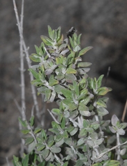 Teucrium marum