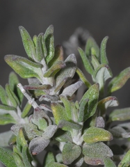 Teucrium marum