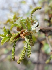 Quercus pubescens
