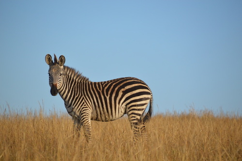 Crawshay's Zebra