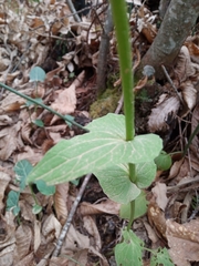 Doronicum plantagineum