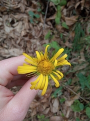 Doronicum plantagineum