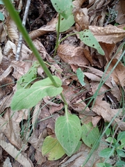 Doronicum plantagineum