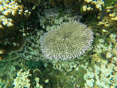 Acropora valida