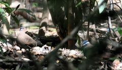 Starnoenas cyanocephala