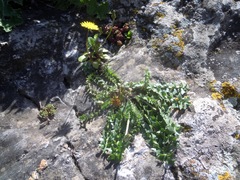 Hyoseris radiata