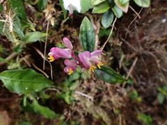 Polygala arcuata