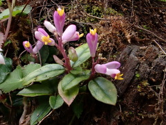 Polygala arcuata