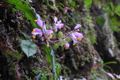 Polygala arcuata