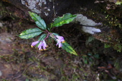 Polygala arcuata