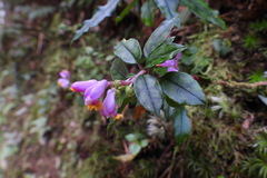 Polygala arcuata