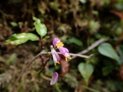 Polygala arcuata