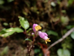 Polygala arcuata