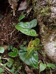 Asarum albomaculatum
