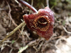 Asarum albomaculatum