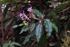 Polygala arcuata