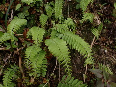 Osmolindsaea odorata