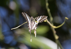 Protographium leosthenes