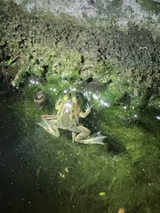 Euphlyctis hexadactyla