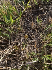Thesium frisea
