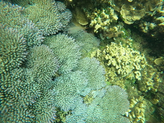 Acropora valida