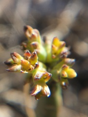 Thesium frisea