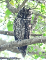 Asio stygius siguapa