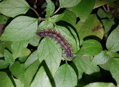 Vanessa itea