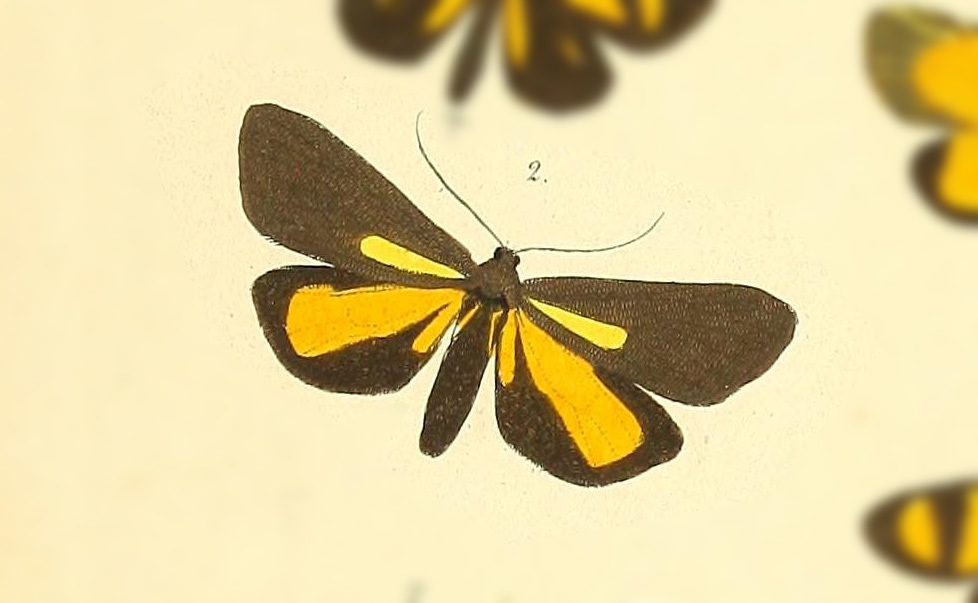 Virbia major