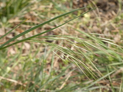 Poaceae