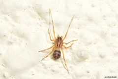 Scytodes velutina