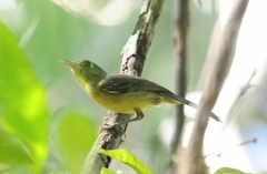 Vireo gundlachii