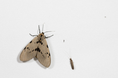Amsactoides solitaria