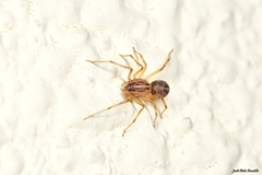 Scytodes velutina