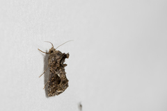 Ctenoplusia kosemponensis